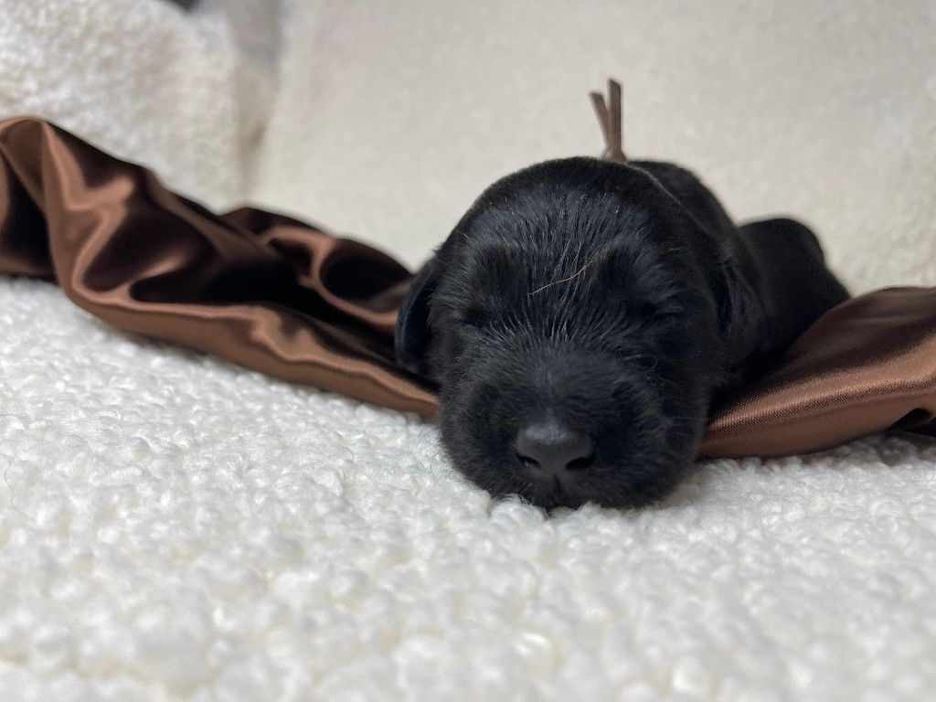 Des Sentinelles Du Chatelard - Chiots disponibles - Hovawart