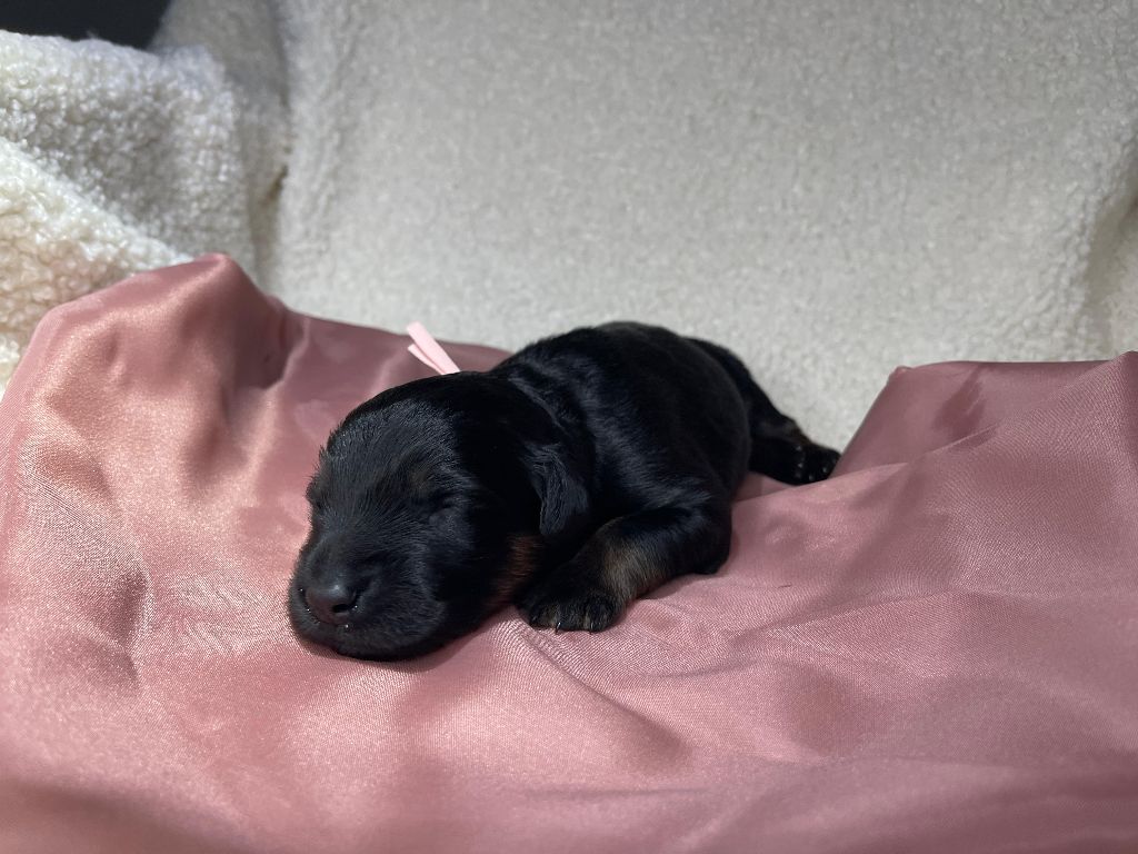 Des Sentinelles Du Chatelard - Chiots disponibles - Hovawart