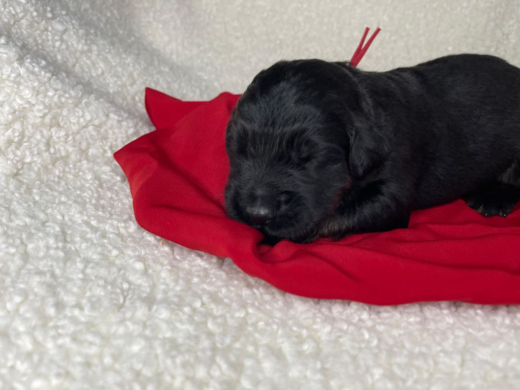 Des Sentinelles Du Chatelard - Chiots disponibles - Hovawart