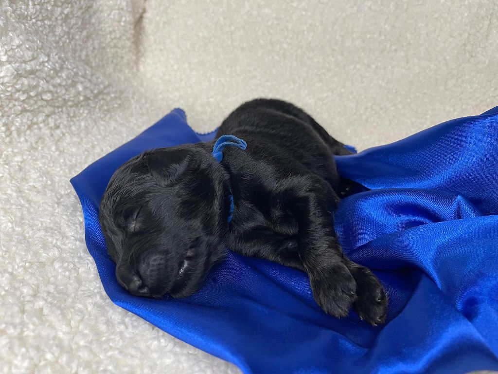 Des Sentinelles Du Chatelard - Chiots disponibles - Hovawart