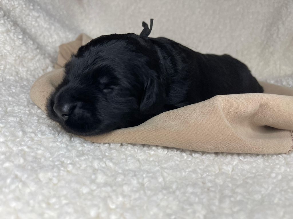 Des Sentinelles Du Chatelard - Chiots disponibles - Hovawart
