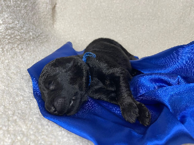 CHIOT 2 Bleu