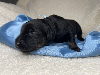 CHIOT 5 Bleu ciel