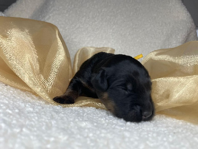 CHIOT 9 jaune