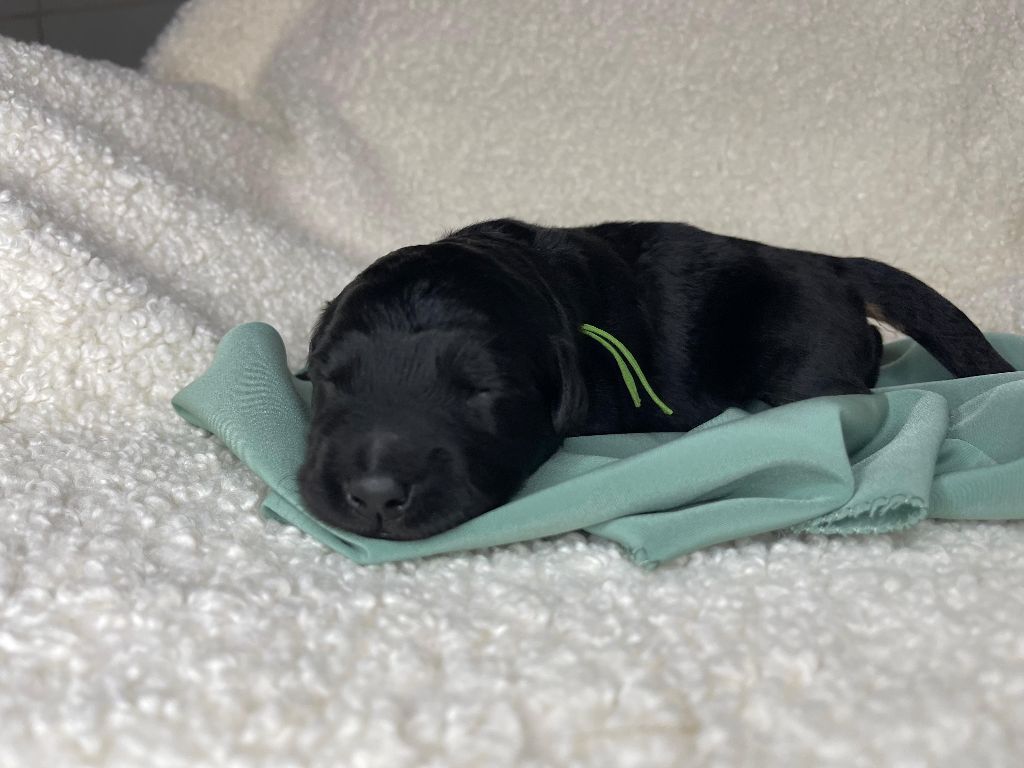Des Sentinelles Du Chatelard - Chiots disponibles - Hovawart